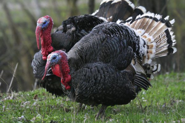 Detetado em Vila Nova da Barquinha foco de gripe das aves