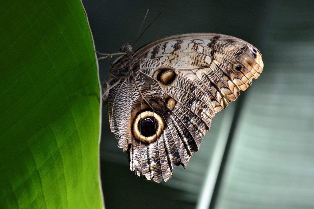 Aniversário do Borboletário Tropical de Santa Margarida com visitas noturnas