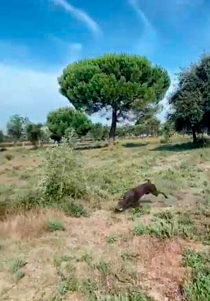 Fernando Jorge da CAÇABRAVA procura cadela que se encontra desaparecida