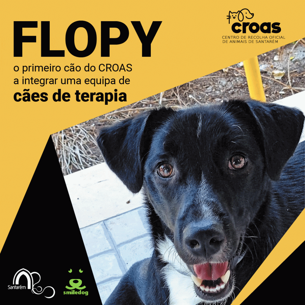 Santarém: Cão adotado no CROAS integra equipa de cães de terapia