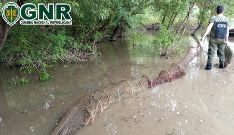 GNR apreende 90 nassas de pesca ilegal na Golegã