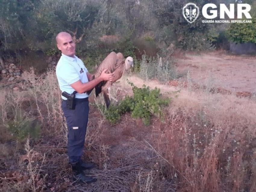 GNR resgata grifo juvenil em Proença-a-Nova