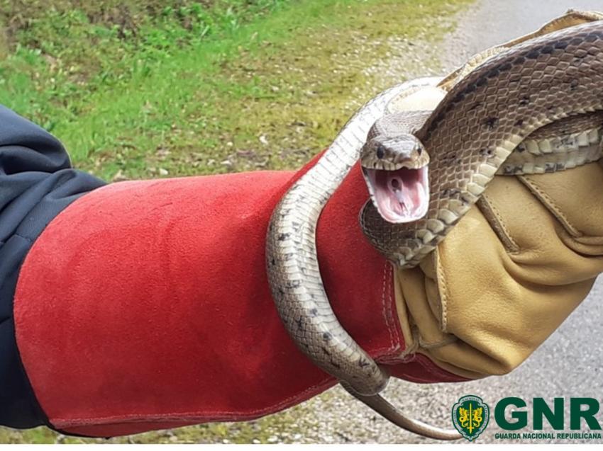 gnr santarem cobra 6231d4ffcee36