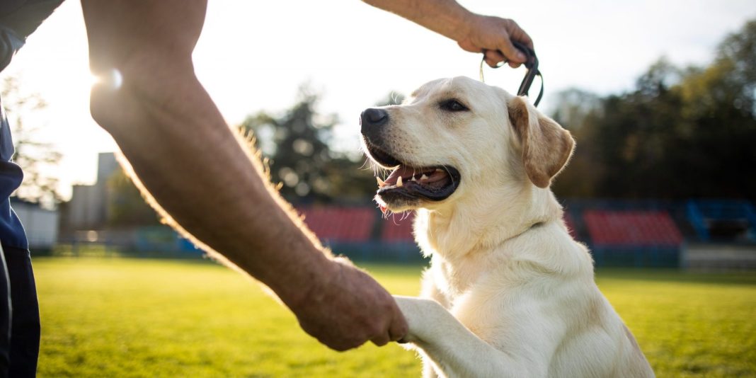 O melhor amigo do homem vai ser protagonista de um festival em Santarém