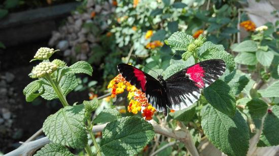 imagem do borboletario
