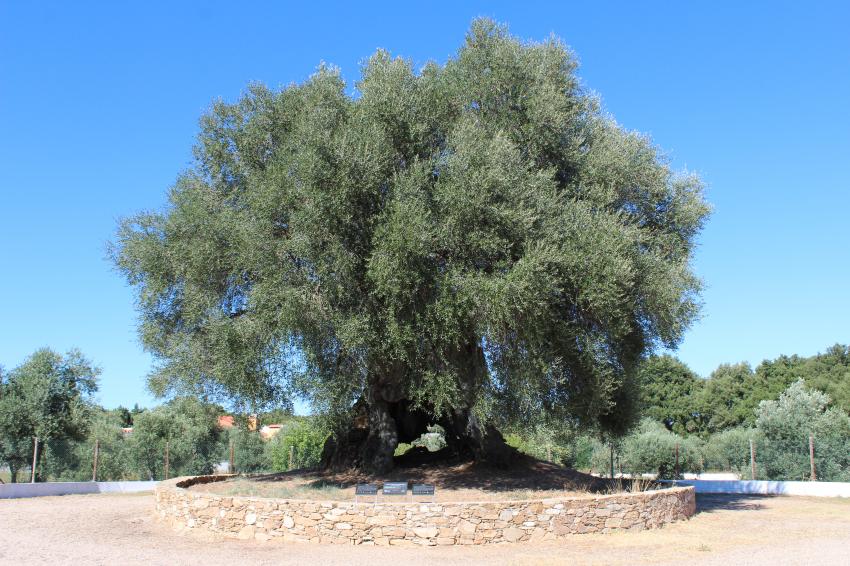 Ataque informático suspende concurso Árvore do Ano