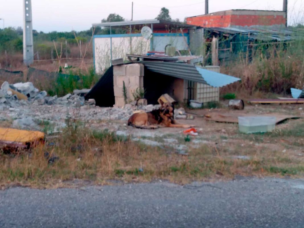 Cão preso em péssimas condições há vários anos em Vila Nova – Paialvo