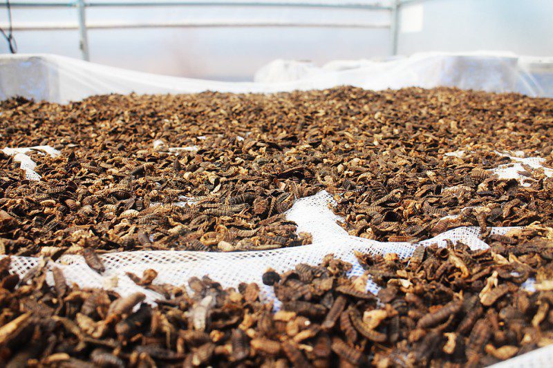 insetos para farinha