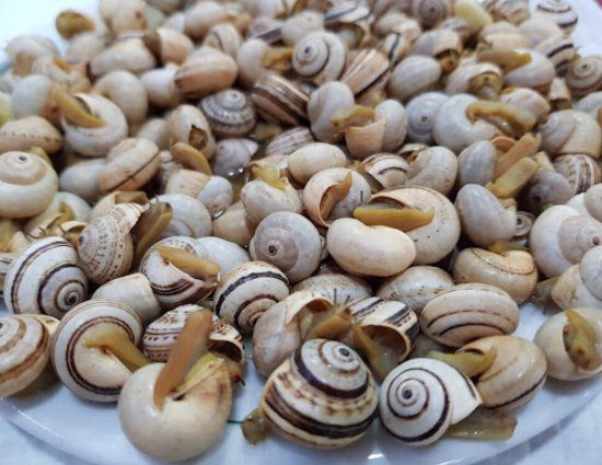 Produção de caracol em alta em Abrantes. Caracoltejo quer expandir instalações