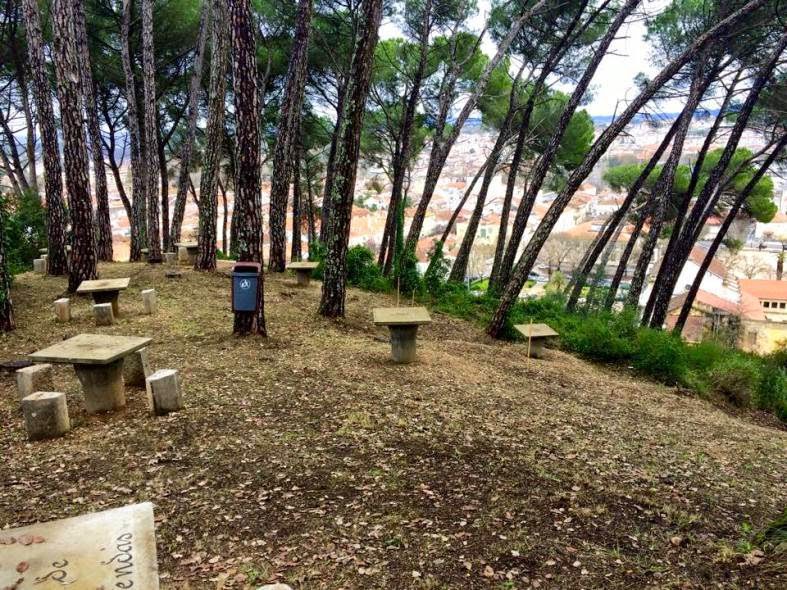 Já começaram os trabalhos de rearborização no Pinhal de Santa Bárbara