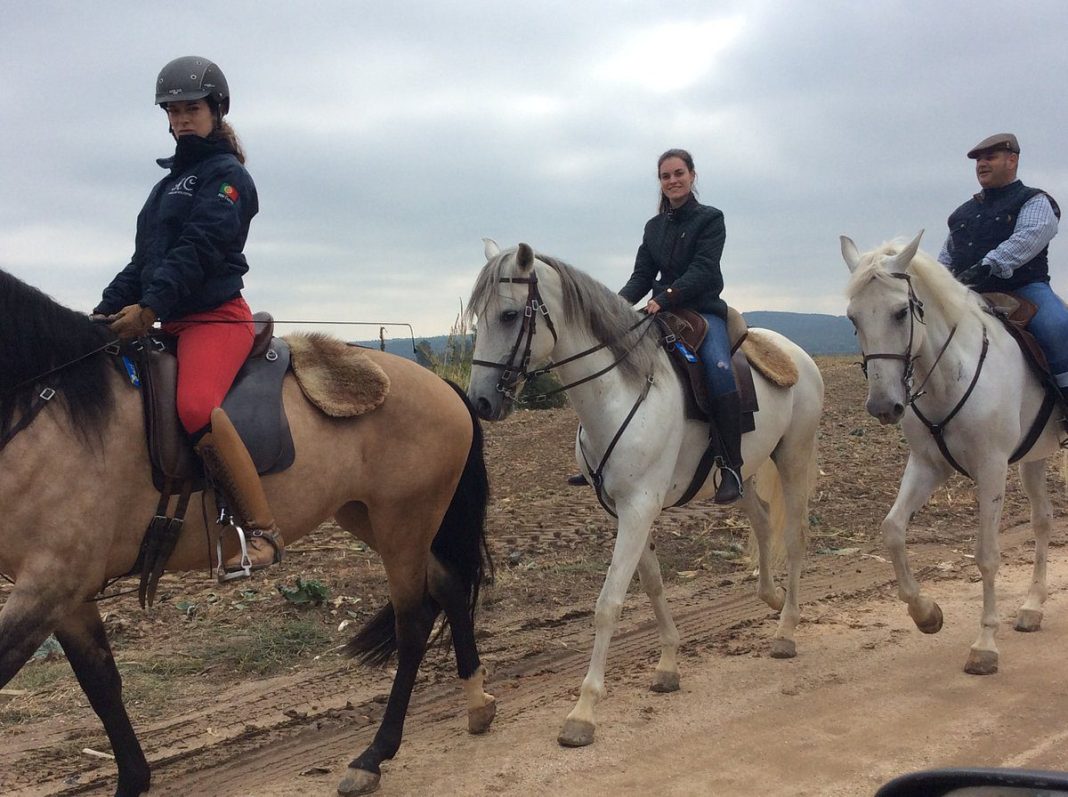 Cavalos da Companhia das Lezírias chegam à Golegã para os alunos do Curso de Gestão Equina