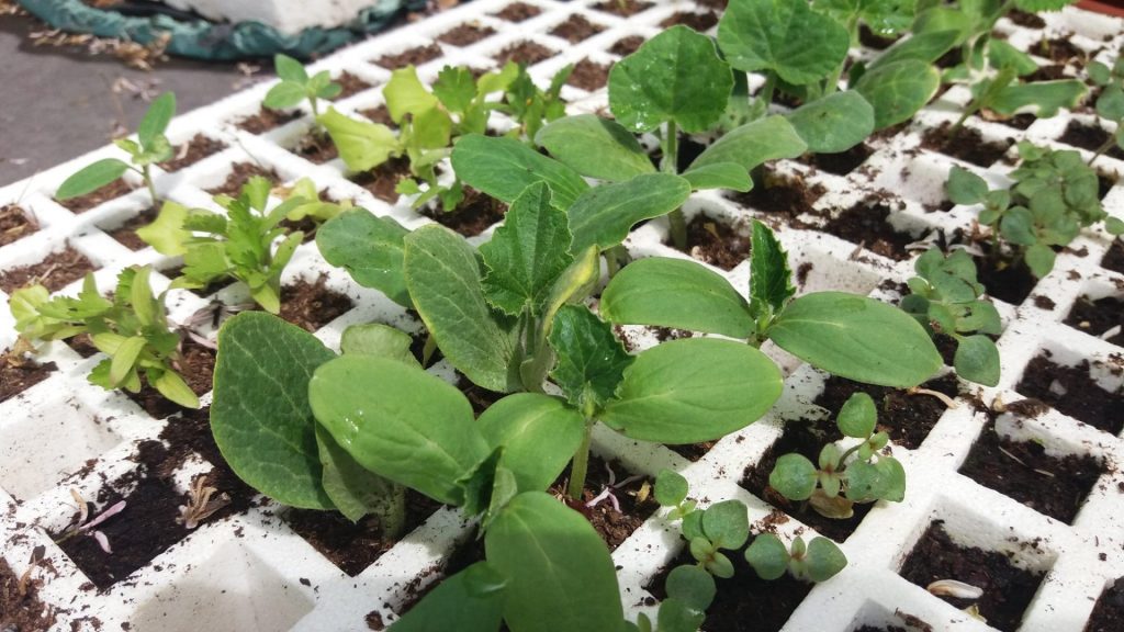 plantas horticolas mercado feira Foto CM Tomar