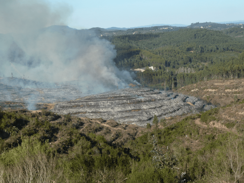 Quercus preocupada com impactes de queimada de 40 hectares em exploração de eucalipto no concelho de Tomar