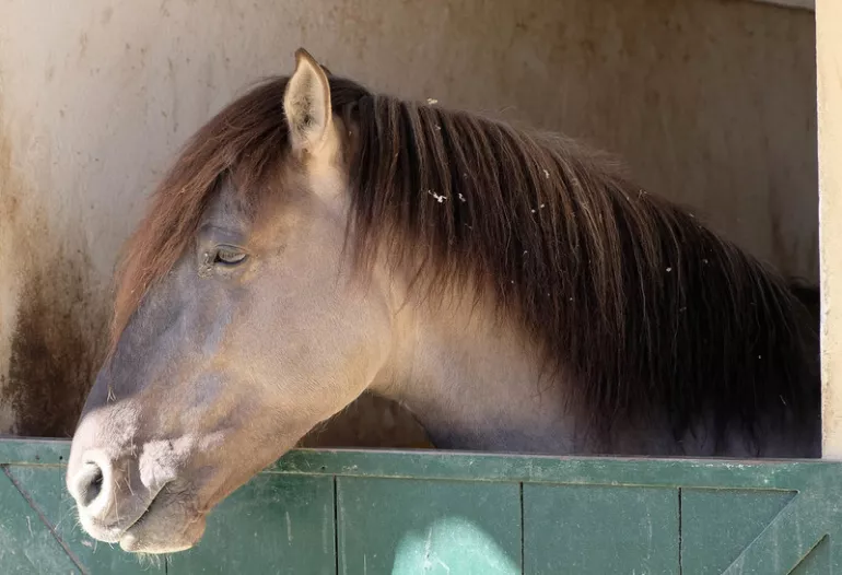 thumbs.web .sapo .io