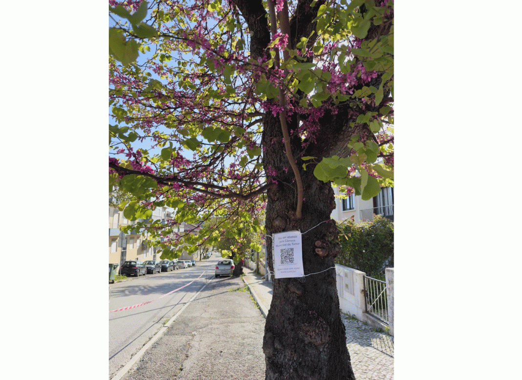 Travar o abate das olaias na Av. Dr. Egas Moniz – Ponto de situação