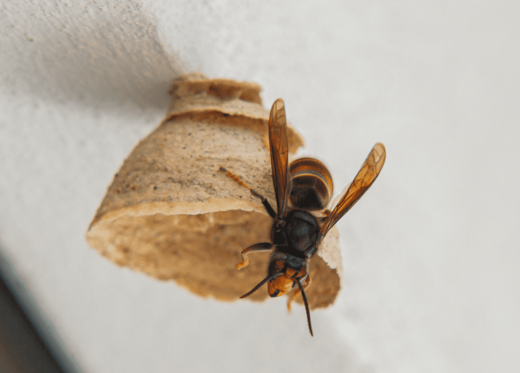 Veja aqui o vídeo sobre a Vespa Velutina e como agir em caso de avistamento da espécie