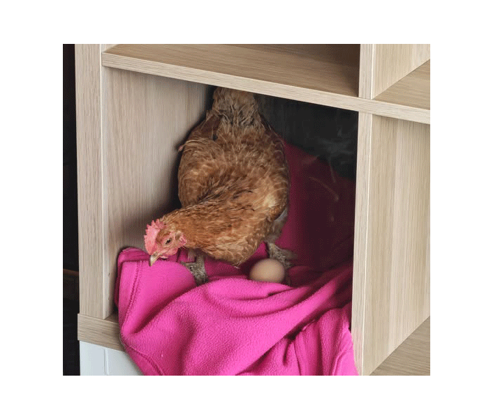 Galinha de estimação está desaparecida em Ferreira do Zêzere