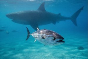 Descoberta: Atum, um legado à mesa desde a pré-história