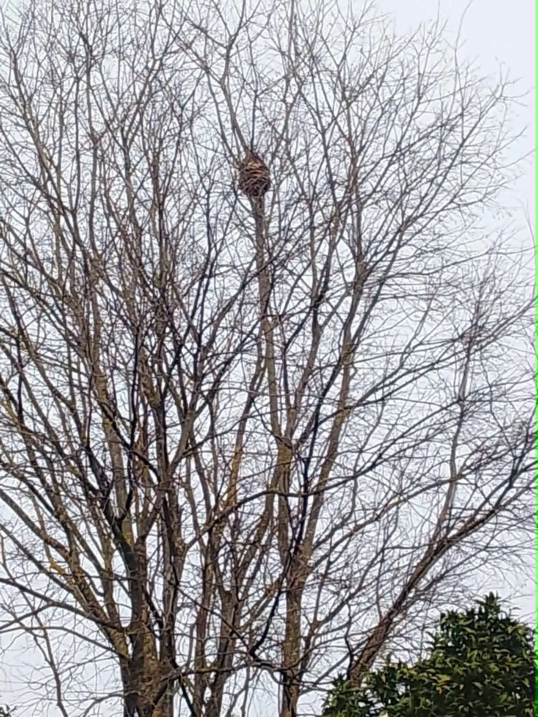 Alerta para ninho de vespa asiática na Rua Pedro Dias, em Tomar