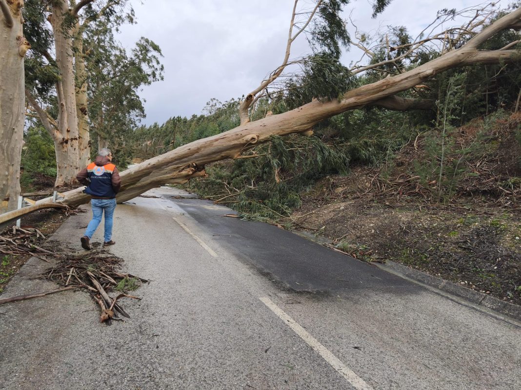 Queda de eucaliptos impede acesso à pista das Valadas e Lago Azul