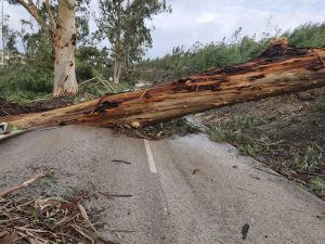 Queda de eucaliptos impede acesso à pista das Valadas e Lago Azul