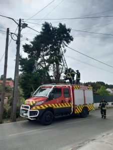 Bombeiros de Tomar resgatam gato de uma árvore com vários metros de altura