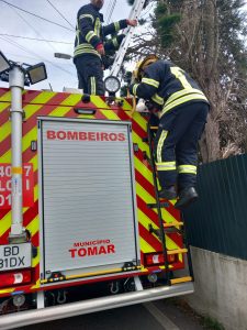 Bombeiros de Tomar resgatam gato de uma árvore com vários metros de altura