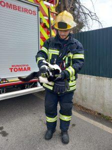 Bombeiros de Tomar resgatam gato de uma árvore com vários metros de altura