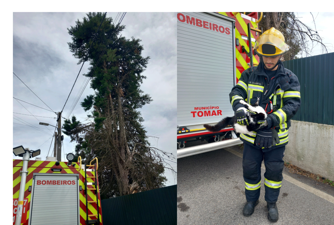 Bombeiros de Tomar resgatam gato de uma árvore com vários metros de altura