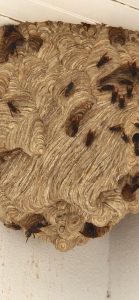 Apicultor de Tomar acusa as autoridades de ignorarem o problema da vespa asiática no concelho