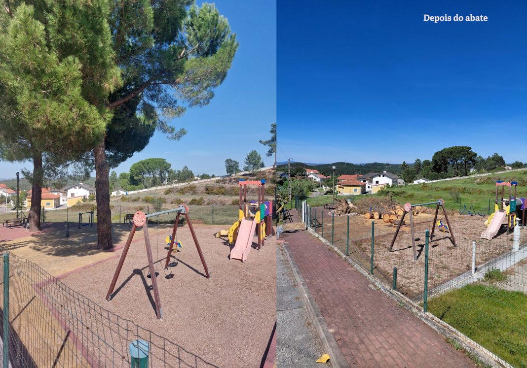 Asseiceira: Ex-presidente de junta indignado com abate de pinheira mansa que resistiu à tempestade Kristin Asseiceira: Ex-presidente de junta indignado com abate de pinheira mansa que resistiu à tempestade Kristin