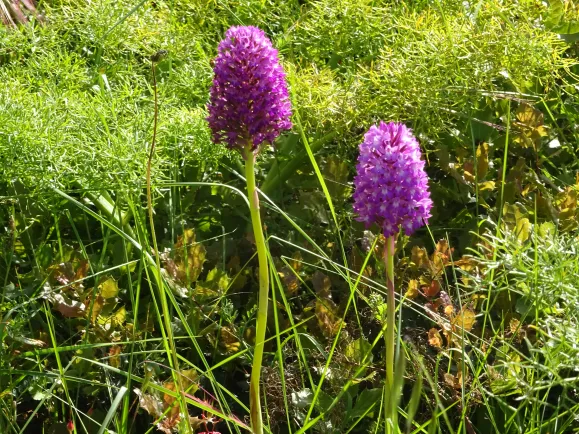 À descoberta das orquídeas no Parque Natural das Serras de Aire e Candeeiros