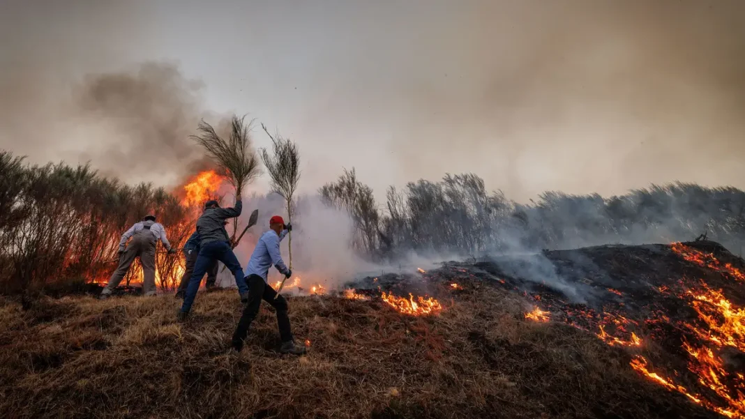 Abrantes: PJ detém incendiário florestal Abrantes: PJ detém incendiário florestal