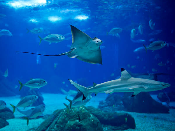 Ourém leva seniores em passeio ao Oceanário de Lisboa Ourém leva seniores em passeio ao Oceanário de Lisboa