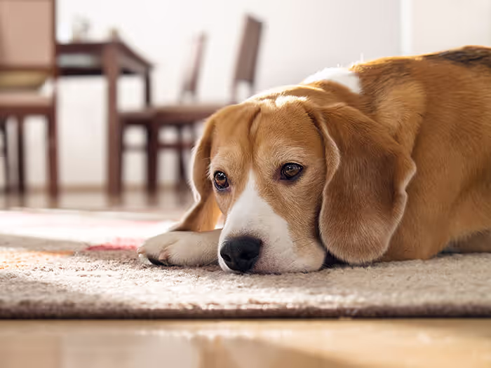 Santarém e Alcobaça entre os melhores destinos do país para quem viaja com animais de estimação Santarém e Alcobaça entre os melhores destinos do país para quem viaja com animais de estimação