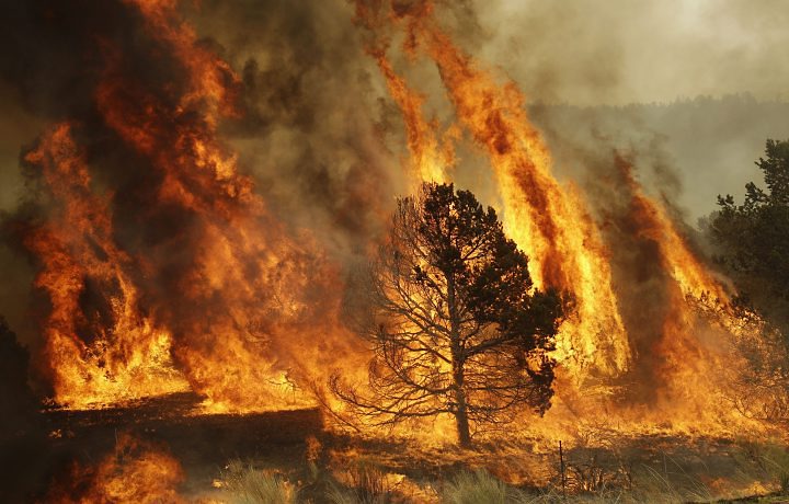 Detido suspeito de quatro incêndios em Abrantes Detido suspeito de quatro incêndios em Abrantes