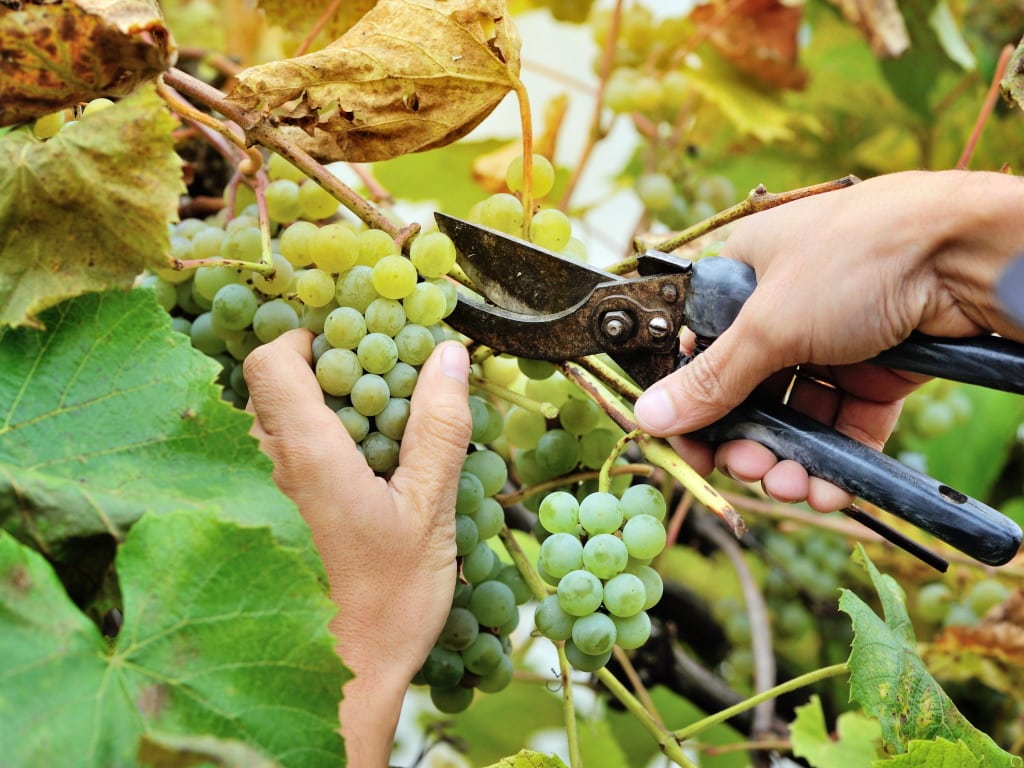 “Vamos à Vindima!” Quinta de Tomar integra roteiro oficial dos Vinhos do Tejo "Vamos à Vindima!" Quinta de Tomar integra roteiro oficial dos Vinhos do Tejo